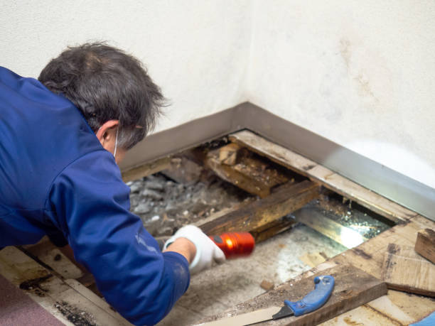 Best Toxic Mold Removal  in South Waverly, PA
