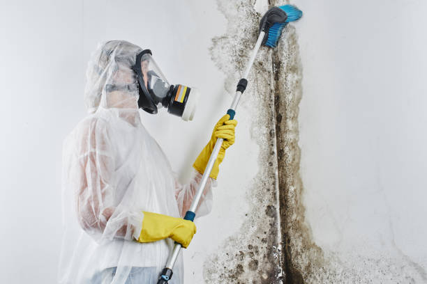 Best Fast Mold Removal  in South Waverly, PA