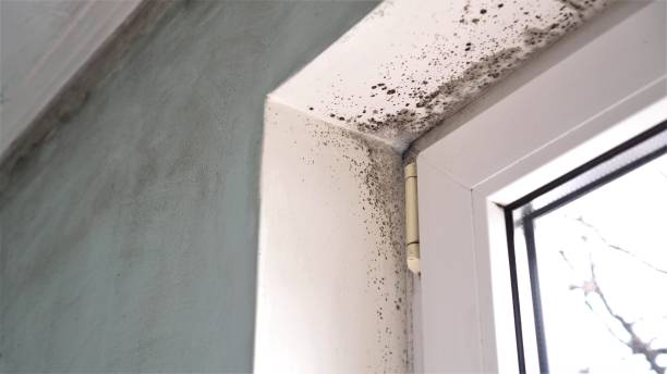 Professional Mold Removal in South Waverly, PA