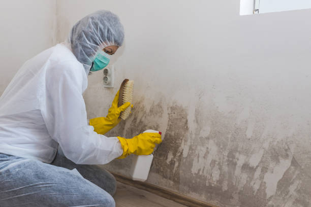 Best Mold Remediation  in South Waverly, PA