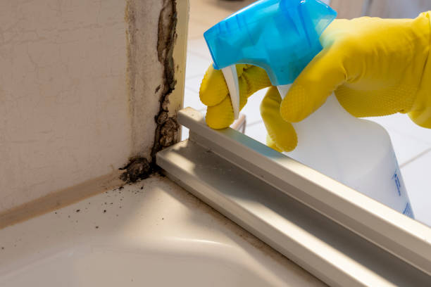 Best Attic Mold Removal  in South Waverly, PA