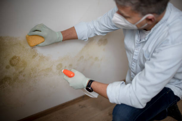 Best Water Damage Restoration  in South Waverly, PA