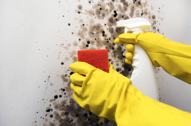 Best Crawl Space Mold Removal  in South Waverly, PA