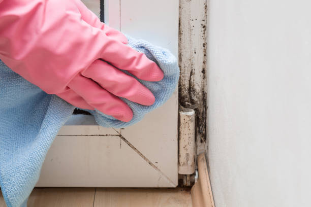 Best Commercial Mold Removal  in South Waverly, PA