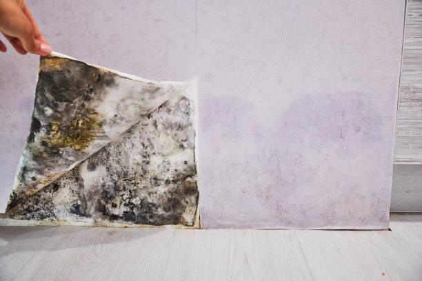 Best Best Mold Removal Companies  in South Waverly, PA